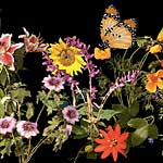 The Secret Lives of Flowers